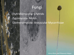 Fungi a. Chytridiom b. Zygomycot c. Glomerom