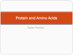 Protein and Amino Acids Equine Nutrition