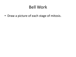Bell Work • Draw a picture of each stage of mitosis.