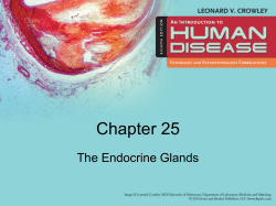 Chapter 25 The Endocrine Glands