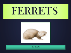 FERRETS By: Sophy