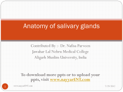 Anatomy of salivary glands