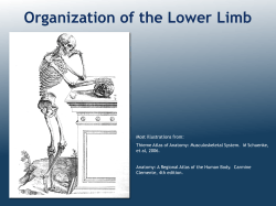 Organization of the Lower Limb