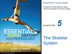 5 The Skeletal System PowerPoint