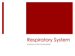 Respiratory System Anatomy of the Human Body