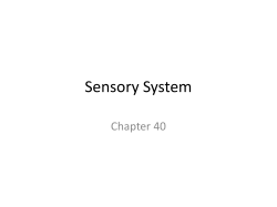 Sensory System Chapter 40