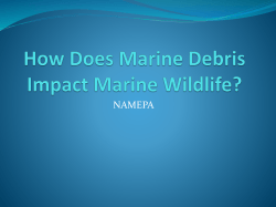 How Does Marine Debris Impact Marine Wildlife?