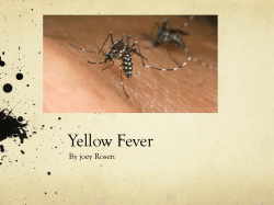 Yellow Fever By joey Rosen