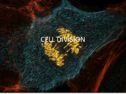 CELL DIVISION