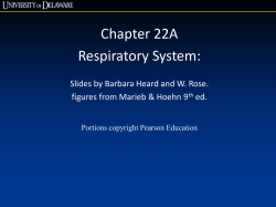 Chapter 22A Respiratory System: Slides by Barbara Heard and W. Rose.