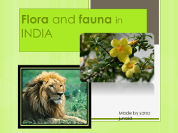 Flora INDIA in Made by sana