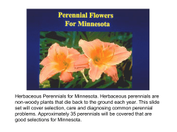 Herbaceous Perennials for Minnesota. Herbaceous perennials are