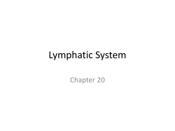 Lymphatic System Chapter 20