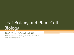 Leaf Botany and Plant Cell Biology By C. Kohn, Waterford, WI