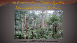 An Examination of Native Species: Eucalyptus Trees of Australia