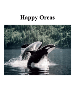 Happy Orcas