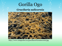 Gorilla Ogo Gracilaria salicornia