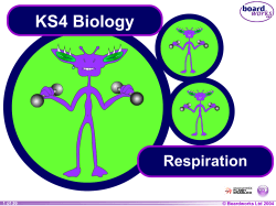 KS4 Biology Respiration © Boardworks Ltd 2004 1 of 36