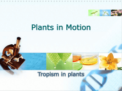 Tropism in plants