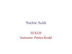 Nucleic Acids ECS129 Instructor: Patrice Koehl
