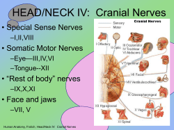 HEAD/NECK IV:  Cranial Nerves • Special Sense Nerves