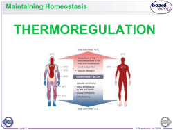 THERMOREGULATION Maintaining Homeostasis 1 of 12 © Boardworks Ltd 2009