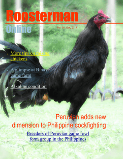 Roosterman Online Peruvian adds new dimension to Philippine cockfighting