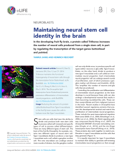Maintaining neural stem cell NEUROBLASTS