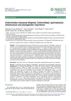Collyricloides massanae (Digenea, Collyriclidae): spermatozoon ultrastructure and phylogenetic importance