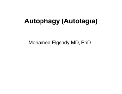 Autophagy (Autofagia) Mohamed Elgendy MD, PhD