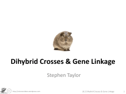 Dihybrid Crosses &amp; Gene Linkage Stephen Taylor 1