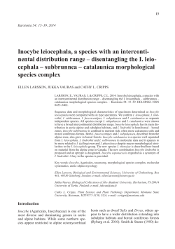 Inocybe leiocephala, a species with an interconti-