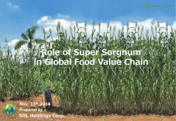Role of Super Sorghum in Global Food Value Chain SOL Holdings Corp. ：