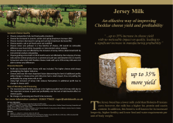 Jersey Milk An effective way of improving Cheddar cheese yield and profitability