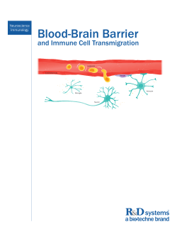 Blood-Brain Barrier and Immune Cell Transmigration Neuroscience Immunology