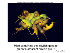 Mice containing the jellyfish gene for green fluorescent protein (GFP) Figure 19.1