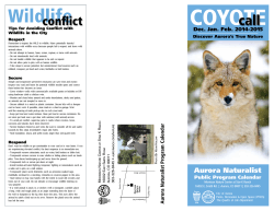 COYOTE Wildlife call conflict