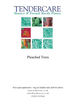 Pleached Trees