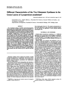 Different Characteristics of the Two Glutamate