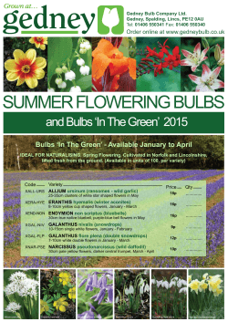 NEW Summer Flowering Bulbs - 2015