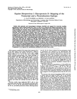 Equine Herpesvirus 1 Glycoprotein D