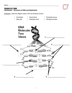 1 Name: Chapter 12 – DNA Worksheet – Structure of DNA and