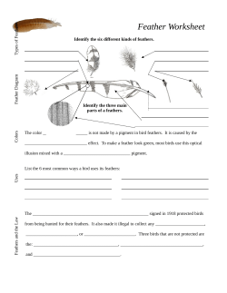 Feather Worksheet
