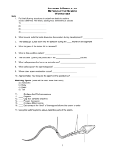 Anatomy & Physiology Reproductive System Worksheet