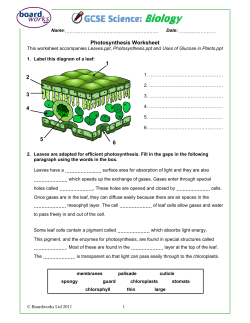 Photosynthesis Worksheet 1 2 3 4 5 6