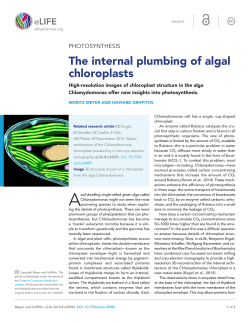 The internal plumbing of algal chloroplasts
