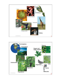 The biosphere Ecosystems Tissues Organs and organ systems