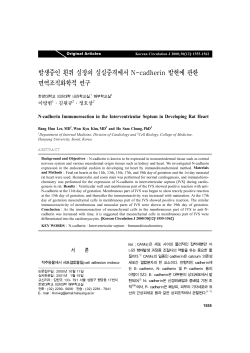 발생중인 흰쥐 심장의 심실중격에서 N-cadherin 발현에 관한 면역조직