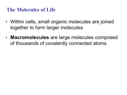 5. CH 5 PPT The Structure and Function of Macromolecules