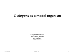 C.ELEGANS-as-a-model